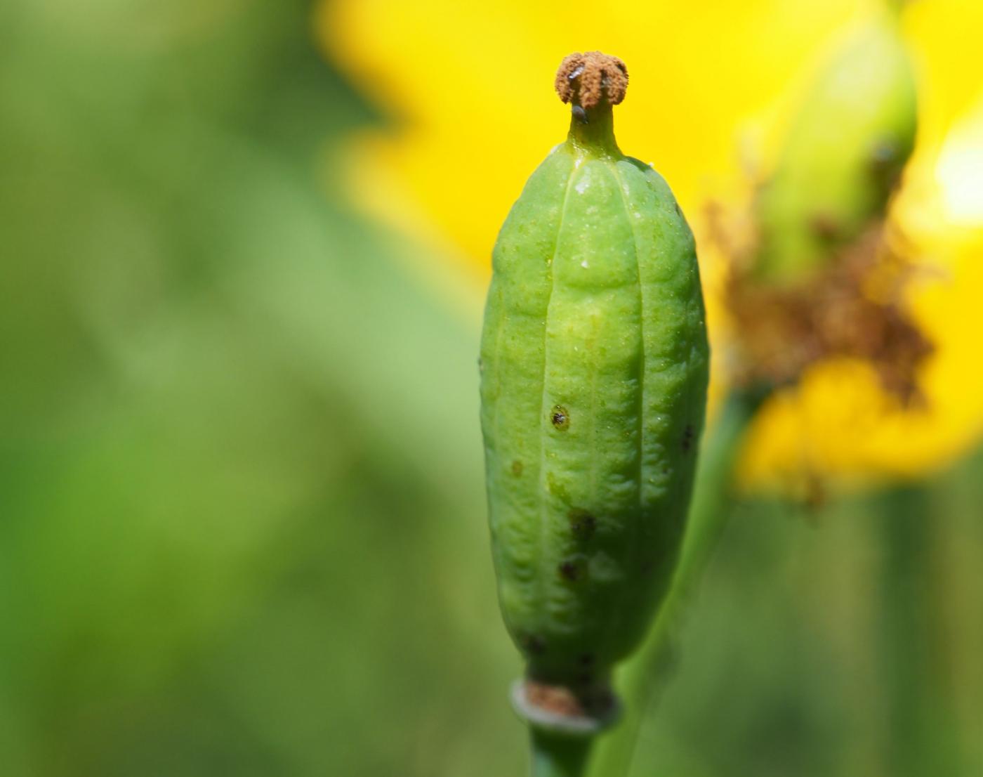 Poppy, Welsh fruit